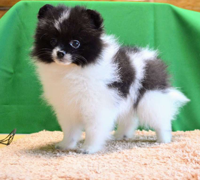 Собаки в Ореховом-Зуево: Девчушки Девочка, 35 000 руб. - фото 2