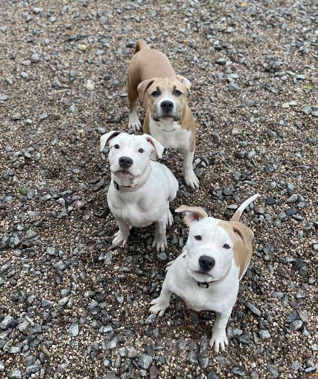 Собаки в Москве: Девочка Американский стаффордширский терьер  Девочка, 50 000 руб. - фото 4