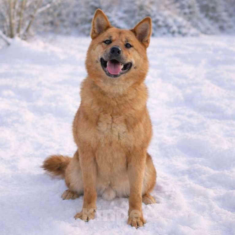 Собаки в Москве: Брутальный красавец Рич ищет хозяев! Мальчик, Бесплатно - фото 10