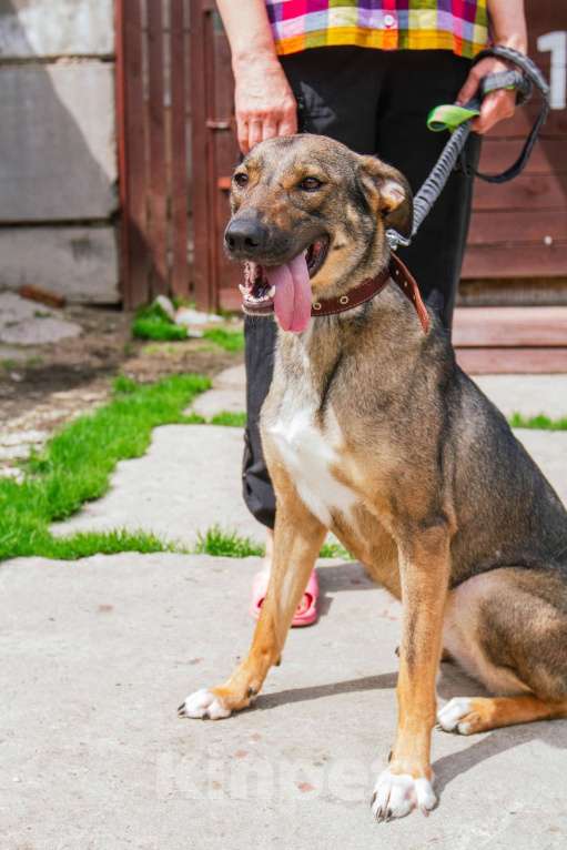 Собаки в Москве: Ласкушечка Стеша в поисках любящей семьи Девочка, 100 руб. - фото 9