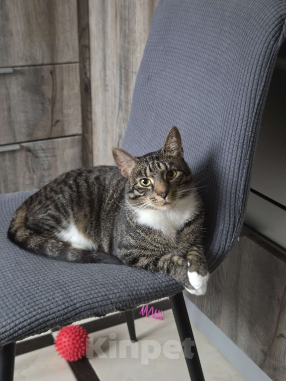 Кошки в Санкт-Петербурге: Шикарная кошка в добрые руки Девочка, Бесплатно - фото 1