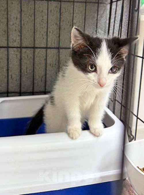 Кошки в Санкт-Петербурге: Ласковый трогательный котёнок Кузя ищет дом  Мальчик, 10 руб. - фото 9