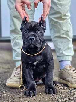 Шикарные корсики