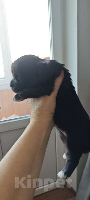 Собаки в Ростове-на-Дону: Длинношёрстная девочка Девочка, 35 000 руб. - фото 2