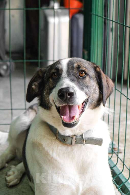 Собаки в Москве: Три года в клетке без откликов Девочка, Бесплатно - фото 3