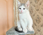 Кошки в Королеве: Котенок мальчик 2 месяца Мальчик, Бесплатно - фото 6