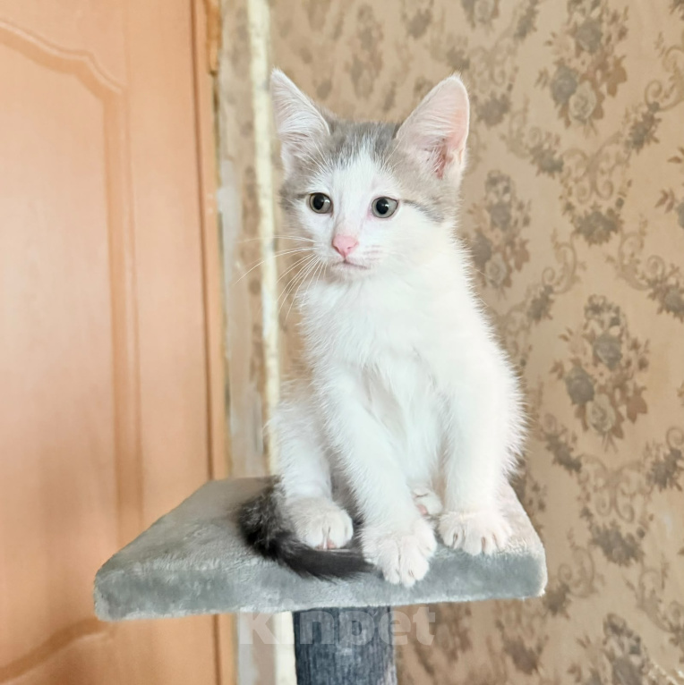 Кошки в Королеве: Котенок мальчик 2 месяца Мальчик, Бесплатно - фото 6