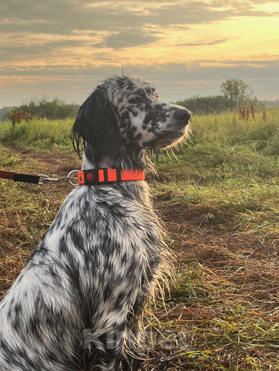 Собаки в Балаково: Щенки английского сеттера Мальчик, 55 000 руб. - фото 8
