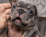 Собаки в Краснодаре: Французский бульдог Мальчик, 70 000 руб. - фото 2