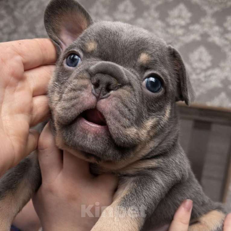 Собаки в Краснодаре: Французский бульдог Мальчик, 70 000 руб. - фото 2