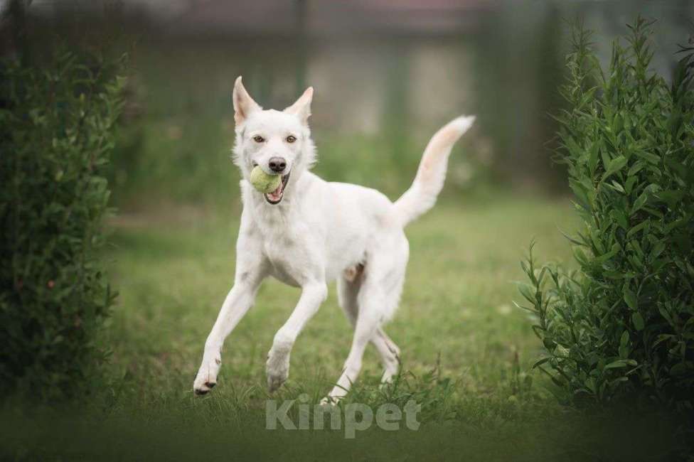 Собаки в Бронницах: Собака в добрые руки Мальчик, Бесплатно - фото 5