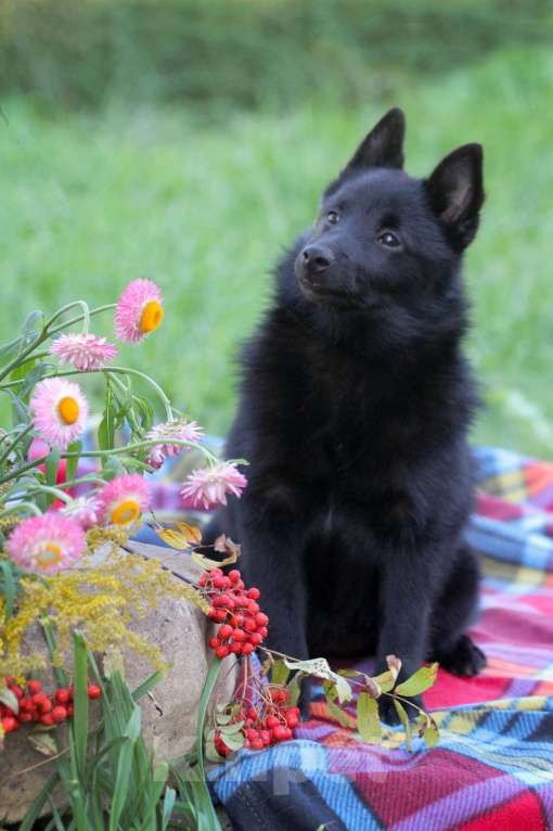 Собаки в других городах Московской области: замечательная девочка Девочка, 80 000 руб. - фото 6