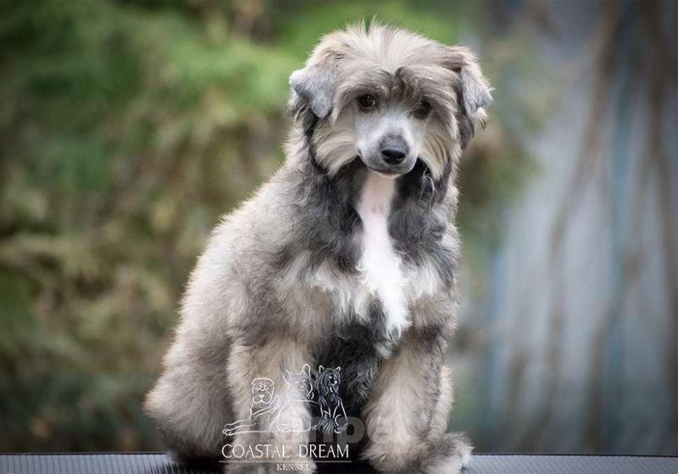 Собаки в Москве: Китайская Хохлатая Собака, пуховая девочка Девочка, 25 000 руб. - фото 2