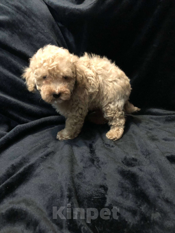 Собаки в Москве: Щенок мальтипу окрас шампань Мальчик, 55 000 руб. - фото 2