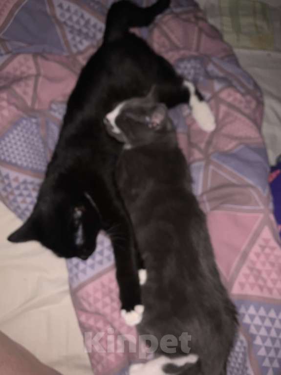 Кошки в других городах Ленинградской области: Чернышка Девочка, Бесплатно - фото 5