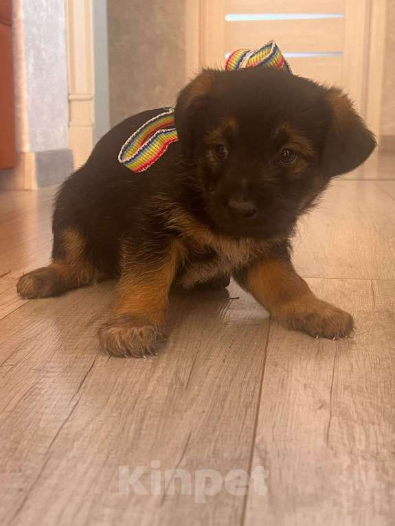 Собаки в других городах Башкортостана: Щеноки Девочка, Бесплатно - фото 7