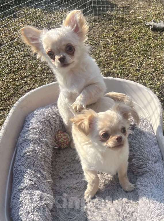 Собаки в Санкт-Петербурге: Кремовые чихуашки Девочка, 35 000 руб. - фото 10