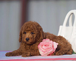 Собаки в Чехове: той пудель мальчик (red brown) Мальчик, 80 000 руб. - фото 6