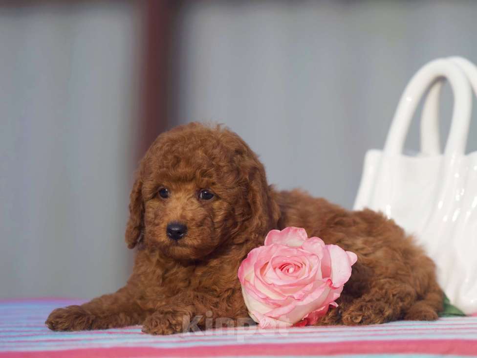Собаки в Чехове: той пудель мальчик (red brown) Мальчик, 80 000 руб. - фото 6