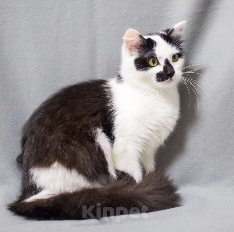 Кошки в Москве: Риана Девочка, Бесплатно - фото 4