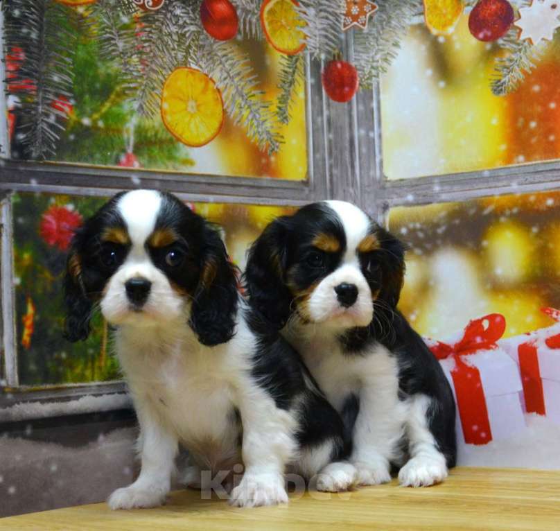 Собаки в Ногинске: Мальчики кавалерчики Мальчик, 65 000 руб. - фото 3