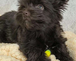 Собаки в Москве: Йорк, горький шоколад Мальчик, 56 000 руб. - фото 2