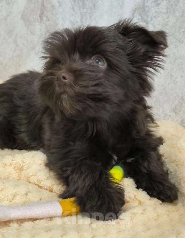 Собаки в Москве: Йорк, горький шоколад Мальчик, 56 000 руб. - фото 2