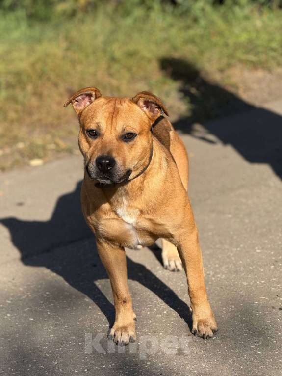 Собаки в Москве: Сэм амстаф Мальчик, Бесплатно - фото 3