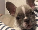 Собаки в Белокурихе: Щенок французского бульдога, девочка Девочка, Бесплатно - фото 1