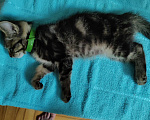 Кошки в Пятигорске: Найден Котенок с зелёным ошейником Мальчик, 1 руб. - фото 3