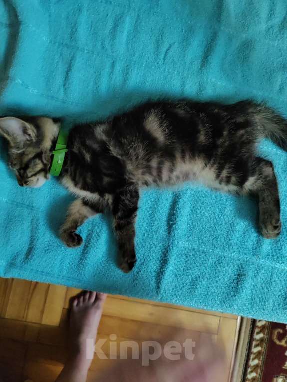 Кошки в Пятигорске: Найден Котенок с зелёным ошейником Мальчик, 1 руб. - фото 3