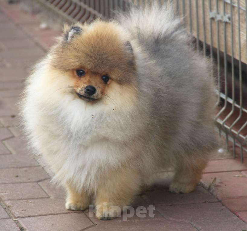 Собаки в Раменском: Мальчик шпица Мальчик, 35 000 руб. - фото 3