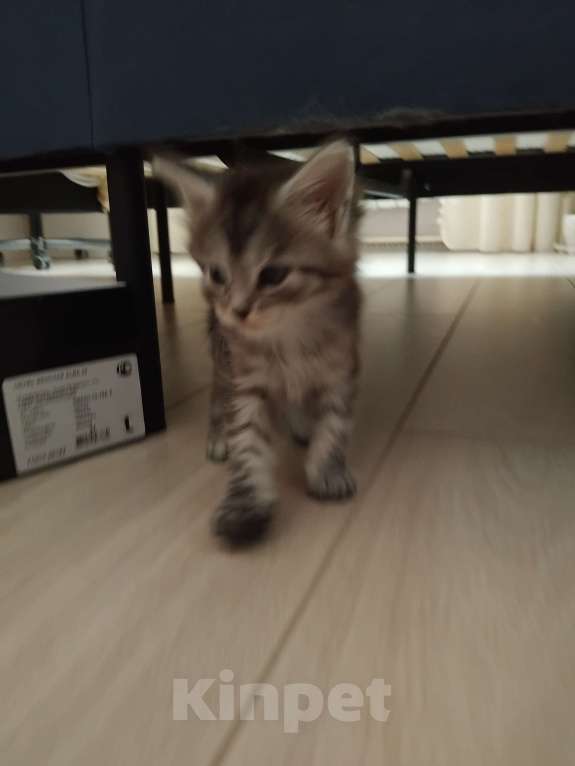 Кошки в Ставрополе: Лиана девочка Девочка, 15 000 руб. - фото 2