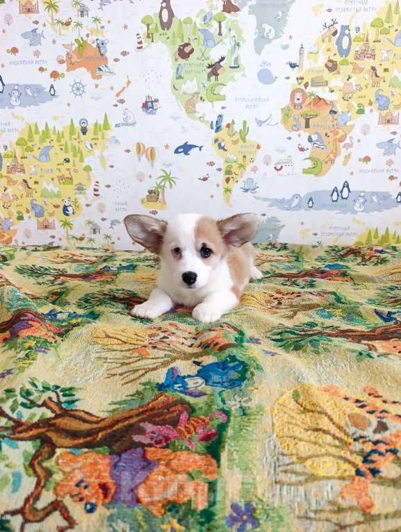 Собаки в Уфе: Корги пемброк Мальчик, 45 000 руб. - фото 1