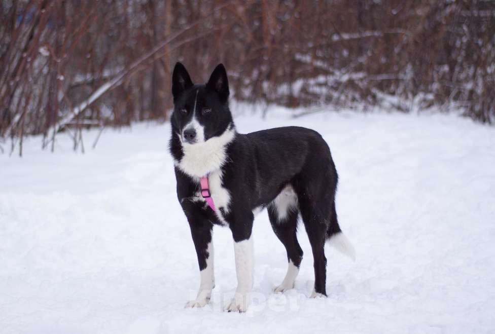 Собаки в Москве: Скромная и добрая Габи в поисках дома Девочка, Бесплатно - фото 3