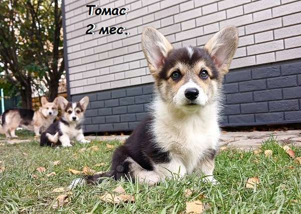Собаки в Екатеринбурге: Толстопопый милаш Вельш-корги Пемброк Томас Мальчик, 55 000 руб. - фото 3