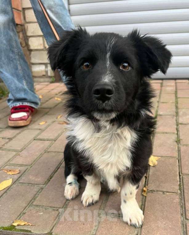 Собаки в Краснодаре: в добрые руки Мальчик, 1 руб. - фото 2