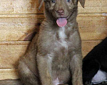Собаки в Москве: Шоколадное чудо, милейший щеночек Ансел в добрые руки Мальчик, Бесплатно - фото 1