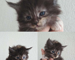 Кошки в Новокубанске: Шикарные котята мейн, 10 000 руб. - фото 1