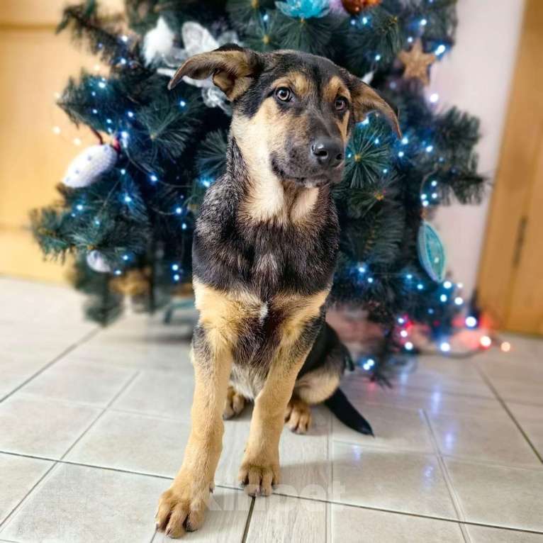 Собаки в Санкт-Петербурге: Щенок мальчик в добрые руки! Мальчик, Бесплатно - фото 4