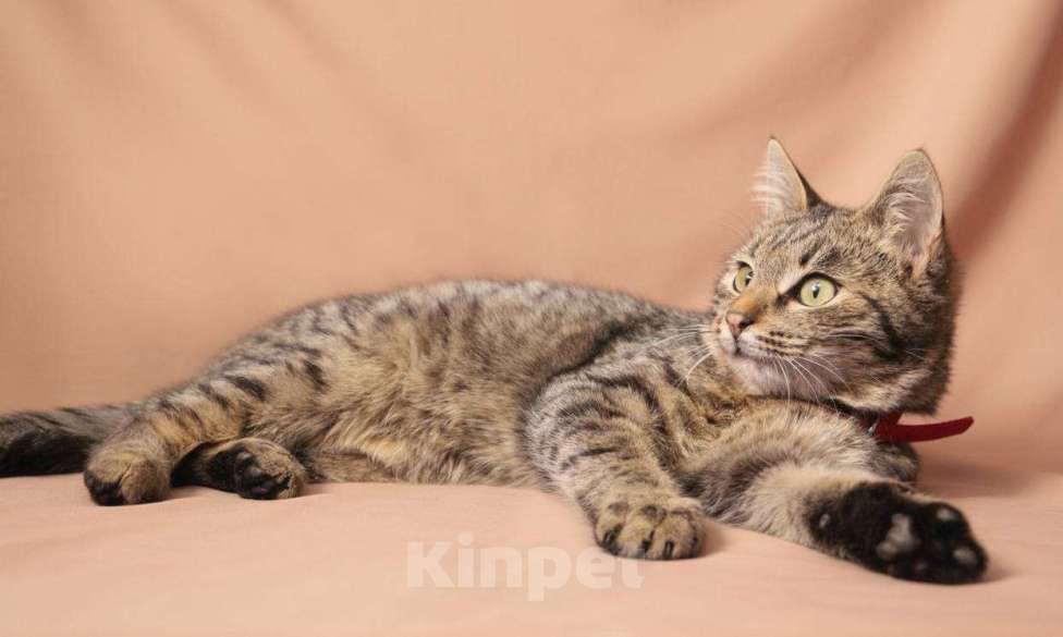 Кошки в Москве: Шпротик Микки Мальчик, Бесплатно - фото 3