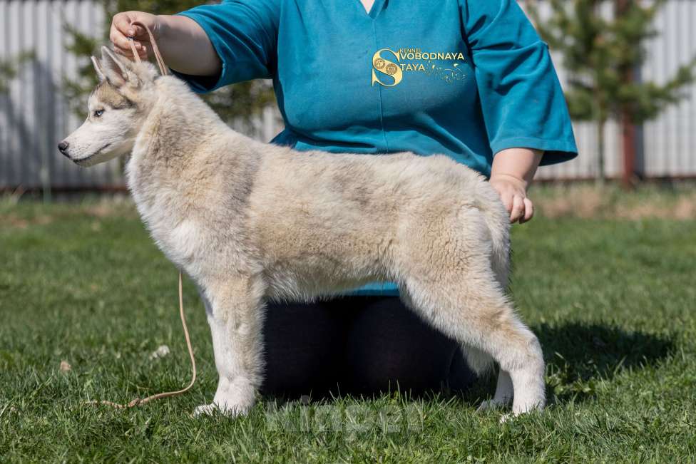 Собаки в Пушкино: Щенки Сибирский хаски Мальчик, 25 000 руб. - фото 8