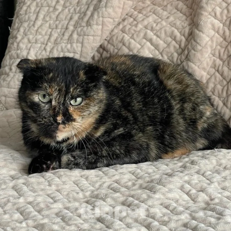 Кошки в Москве: Вислоухую кошечку выкинули хозяева Девочка, Бесплатно - фото 5