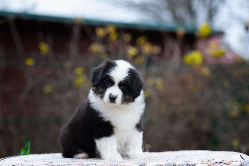 Собаки в Москве: Миниатюрная американская овчарка (мини-аусси) Мальчик, 100 000 руб. - фото 2