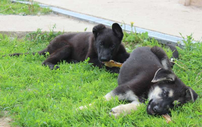 Собаки в Москве: Риелла Девочка, 40 000 руб. - фото 8