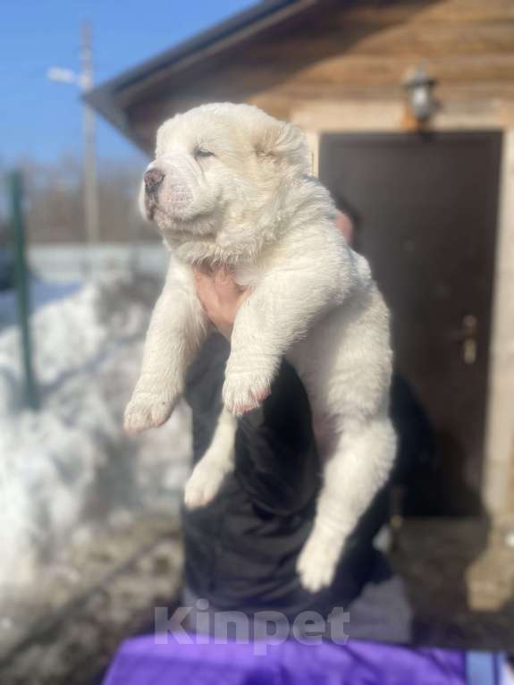 Собаки в Рязани: Наш питомник предлагает к продаже щенят среднеазиатской овчарки от титулованных родителей . Девочка, 50 000 руб. - фото 2