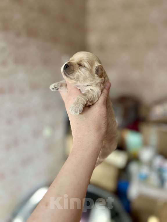 Собаки в Санкт-Петербурге: Мини мальтипу девочка Девочка, 180 000 руб. - фото 2