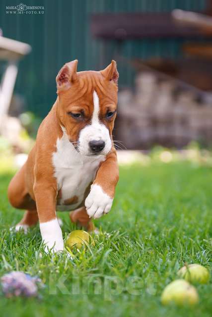 Собаки в Москве: Щенки Американского стаффтерьера Девочка, 80 000 руб. - фото 4