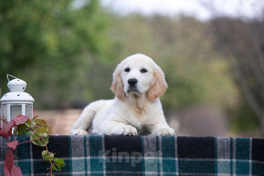 Собаки в Воронеже: Шикарный щенок золотистого ретривера  Мальчик, 60 000 руб. - фото 9