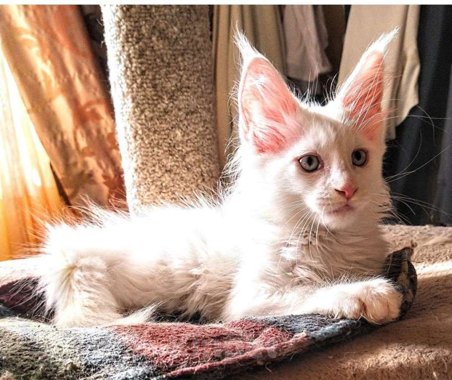 Кошки в Москве: Мейн Кун белый голубоглазый котик Мальчик, 45 000 руб. - фото 2